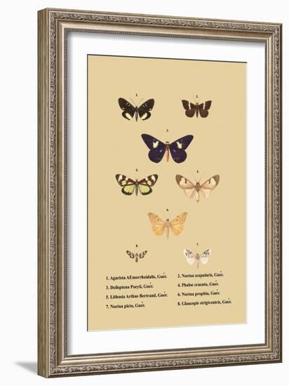 Agarista a Emorrhoidalis, Guer-null-Framed Art Print