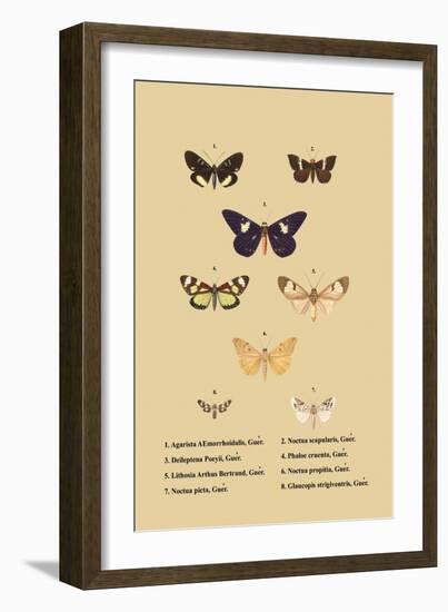 Agarista a Emorrhoidalis, Guer-null-Framed Art Print