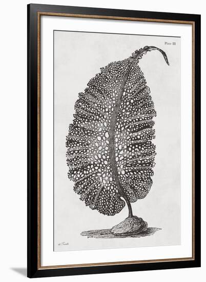 Agarum gmelini - Noir-Maria Mendez-Framed Giclee Print