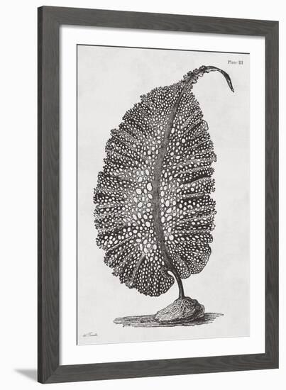 Agarum gmelini - Noir-Maria Mendez-Framed Giclee Print