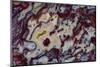 Agate in Colorful Design, Sammamish, WA-Darrell Gulin-Mounted Photographic Print