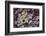 Agate in Colorful Design, Sammamish, WA-Darrell Gulin-Framed Photographic Print