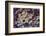 Agate in Colorful Design, Sammamish, WA-Darrell Gulin-Framed Photographic Print