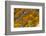 Agate in Colorful Design, Sammamish, WA-Darrell Gulin-Framed Photographic Print