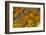 Agate in Colorful Design, Sammamish, WA-Darrell Gulin-Framed Photographic Print