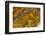 Agate in Colorful Design, Sammamish, WA-Darrell Gulin-Framed Photographic Print