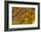 Agate in Colorful Design, Sammamish, WA-Darrell Gulin-Framed Photographic Print