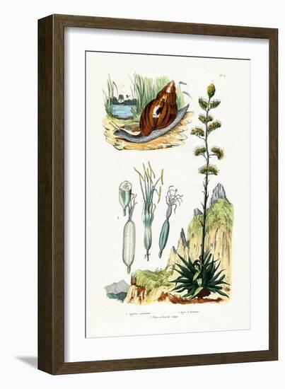 Agate Snail, 1833-39-null-Framed Giclee Print