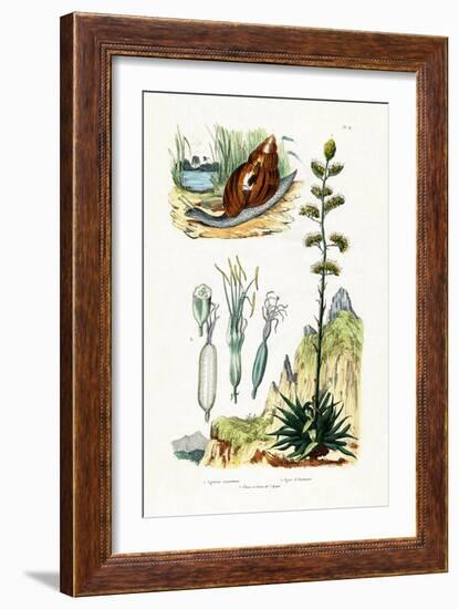 Agate Snail, 1833-39-null-Framed Giclee Print