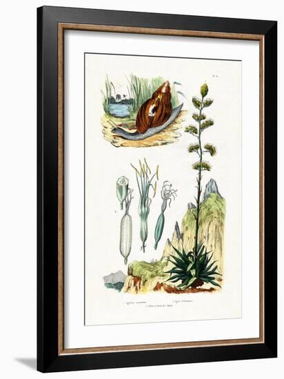 Agate Snail, 1833-39-null-Framed Giclee Print