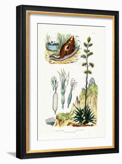 Agate Snail, 1833-39-null-Framed Giclee Print