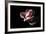 Agate-Andreas Stridsberg-Framed Giclee Print