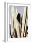 Agave_001-Pictufy Studio III-Framed Photographic Print