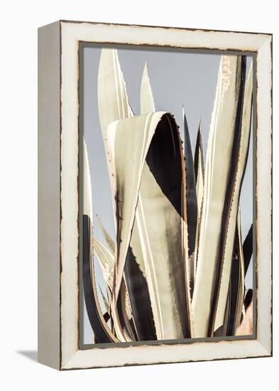 Agave_001-Pictufy Studio III-Framed Premier Image Canvas