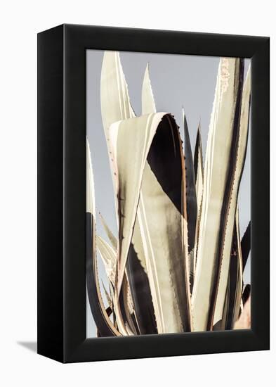 Agave_001-Pictufy Studio III-Framed Premier Image Canvas