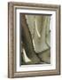Agave_002-Pictufy Studio III-Framed Photographic Print