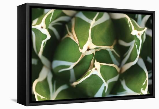 Agave 02-PhotoINC Studio-Framed Premier Image Canvas