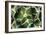 Agave 02-PhotoINC Studio-Framed Photographic Print