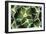 Agave 02-PhotoINC Studio-Framed Photographic Print