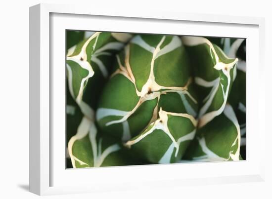 Agave 02-PhotoINC Studio-Framed Photographic Print