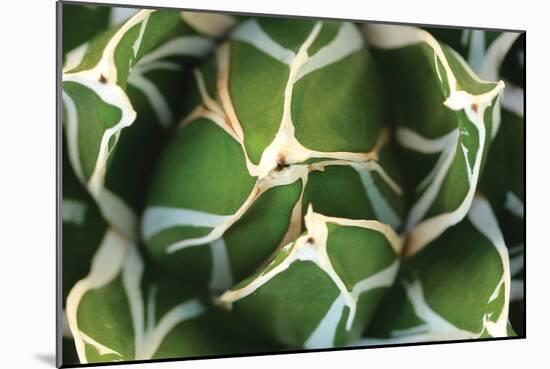 Agave 02-PhotoINC Studio-Mounted Photographic Print