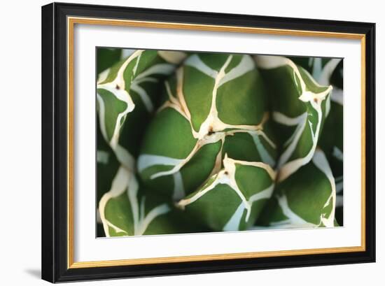 Agave 02-PhotoINC Studio-Framed Photographic Print