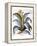 Agave, 1613-Besler Basilius-Framed Premier Image Canvas