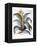 Agave, 1613-Besler Basilius-Framed Premier Image Canvas