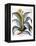 Agave, 1613-Besler Basilius-Framed Premier Image Canvas