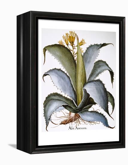 Agave, 1613-Besler Basilius-Framed Premier Image Canvas