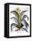 Agave, 1613-Besler Basilius-Framed Premier Image Canvas