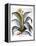 Agave, 1613-Besler Basilius-Framed Premier Image Canvas