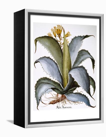 Agave, 1613-Besler Basilius-Framed Premier Image Canvas