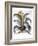 Agave, 1613-Besler Basilius-Framed Giclee Print