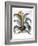 Agave, 1613-Besler Basilius-Framed Giclee Print