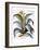 Agave, 1613-Besler Basilius-Framed Giclee Print