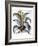 Agave, 1613-Besler Basilius-Framed Giclee Print