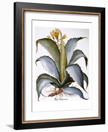 Agave, 1613-Besler Basilius-Framed Giclee Print