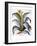 Agave, 1613-Besler Basilius-Framed Giclee Print