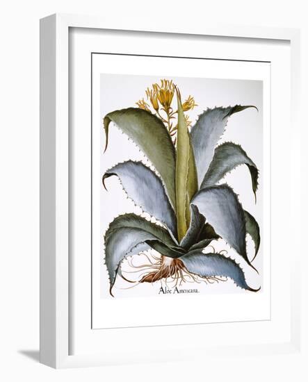 Agave, 1613-Besler Basilius-Framed Giclee Print