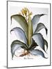 Agave, 1613-Besler Basilius-Mounted Giclee Print