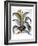 Agave, 1613-Besler Basilius-Framed Giclee Print