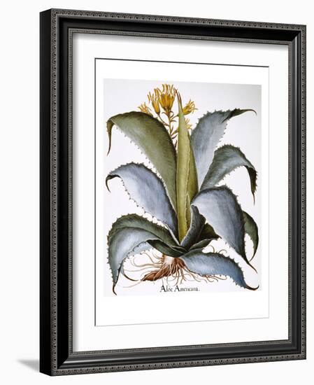 Agave, 1613-Besler Basilius-Framed Giclee Print