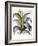 Agave, 1613-Besler Basilius-Framed Giclee Print