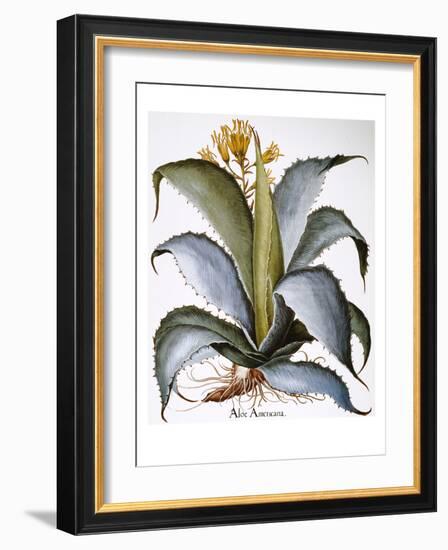 Agave, 1613-Besler Basilius-Framed Giclee Print