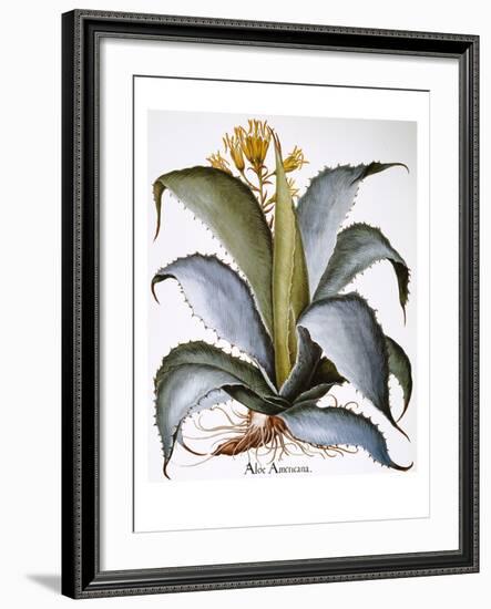 Agave, 1613-Besler Basilius-Framed Giclee Print