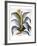 Agave, 1613-Besler Basilius-Framed Giclee Print