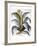 Agave, 1613-Besler Basilius-Framed Giclee Print