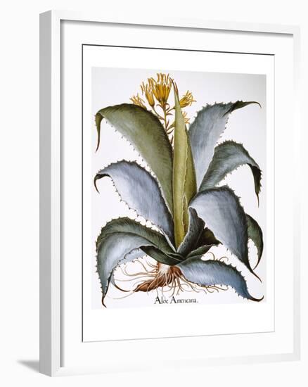 Agave, 1613-Besler Basilius-Framed Giclee Print