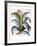 Agave, 1613-Besler Basilius-Framed Giclee Print